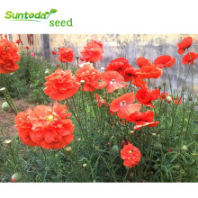 Asian garden indoesnisa Mayasia Sakata flower Papaver seeds